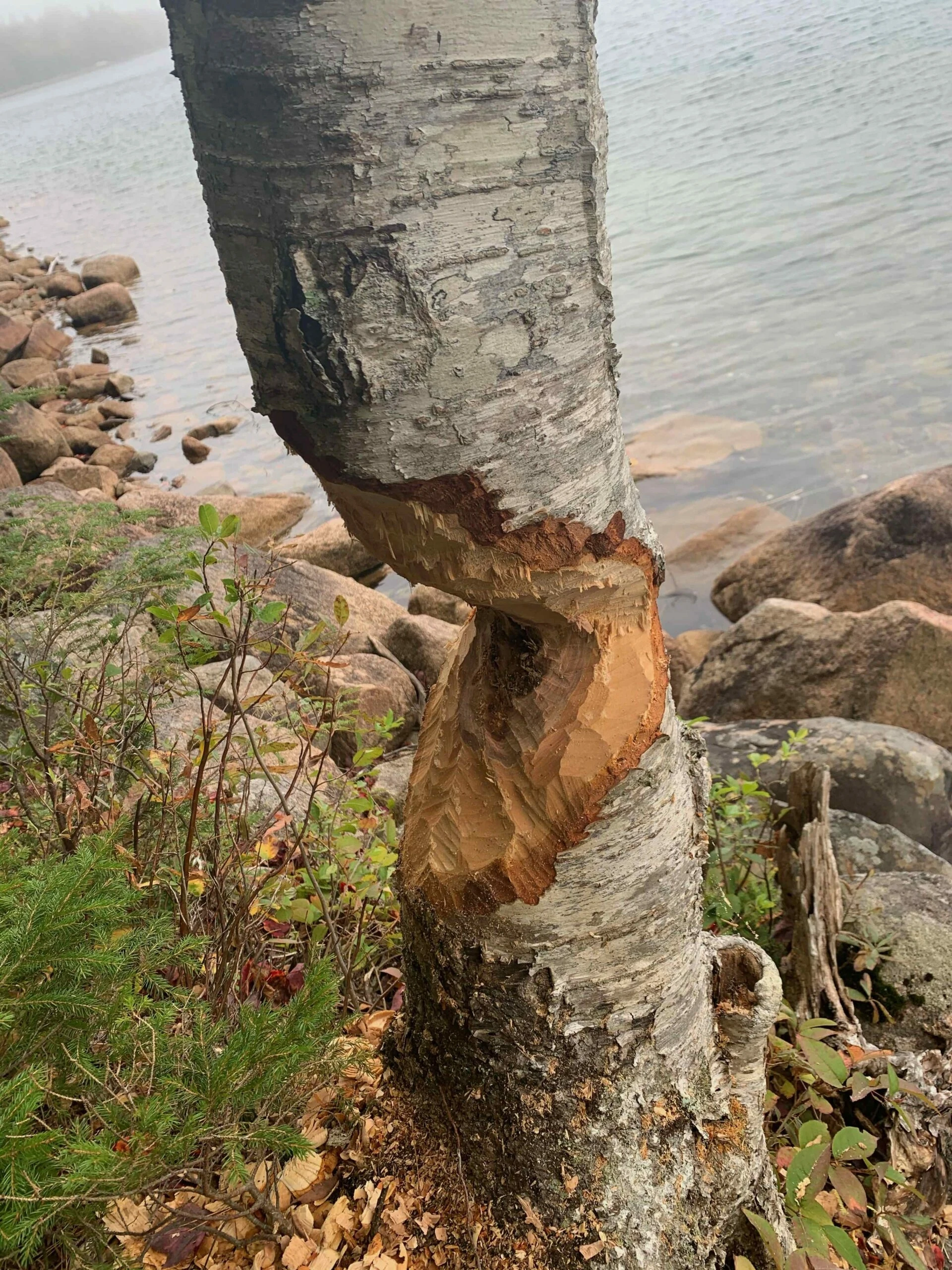 Beaver City